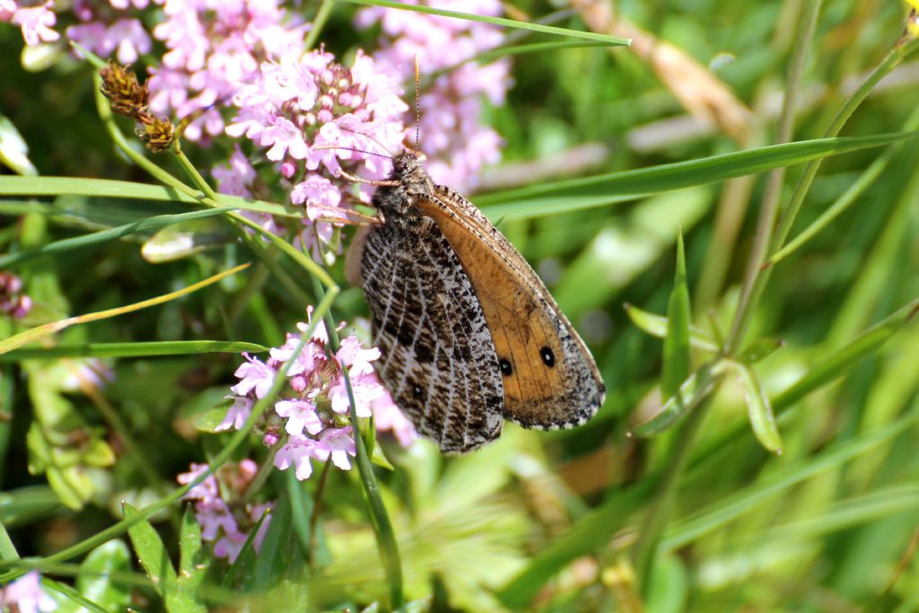 Oeneis glacialis? S